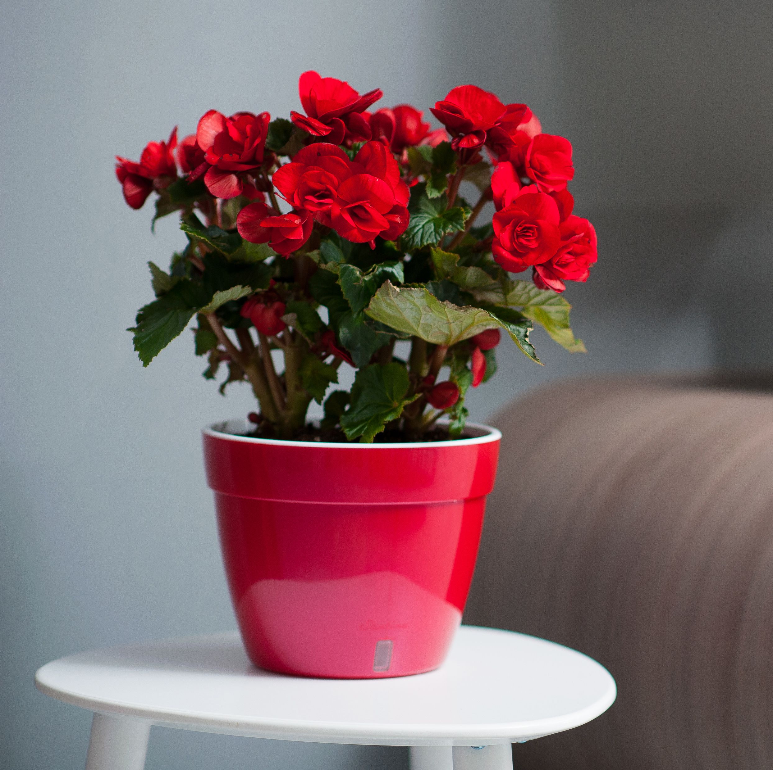 Santino Self Watering Plant Spikes